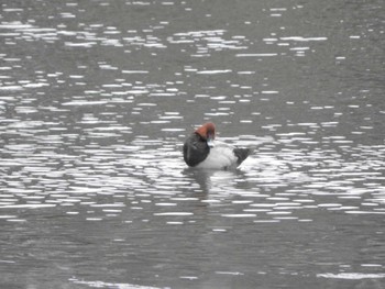 ホシハジロ 東京港野鳥公園 2024年3月28日(木)