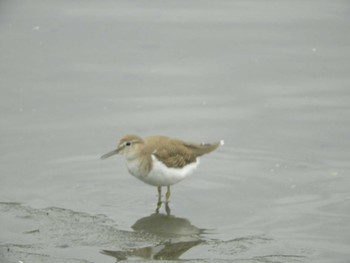 イソシギ 東京港野鳥公園 2024年3月28日(木)