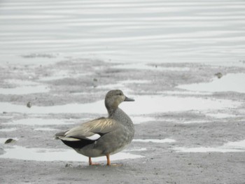 Gadwall Tokyo Port Wild Bird Park Thu, 3/28/2024