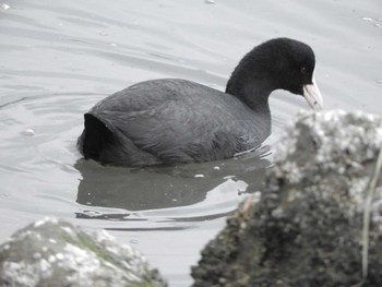 オオバン 東京港野鳥公園 2024年3月28日(木)