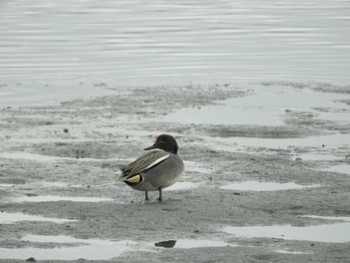 コガモ 東京港野鳥公園 2024年3月28日(木)