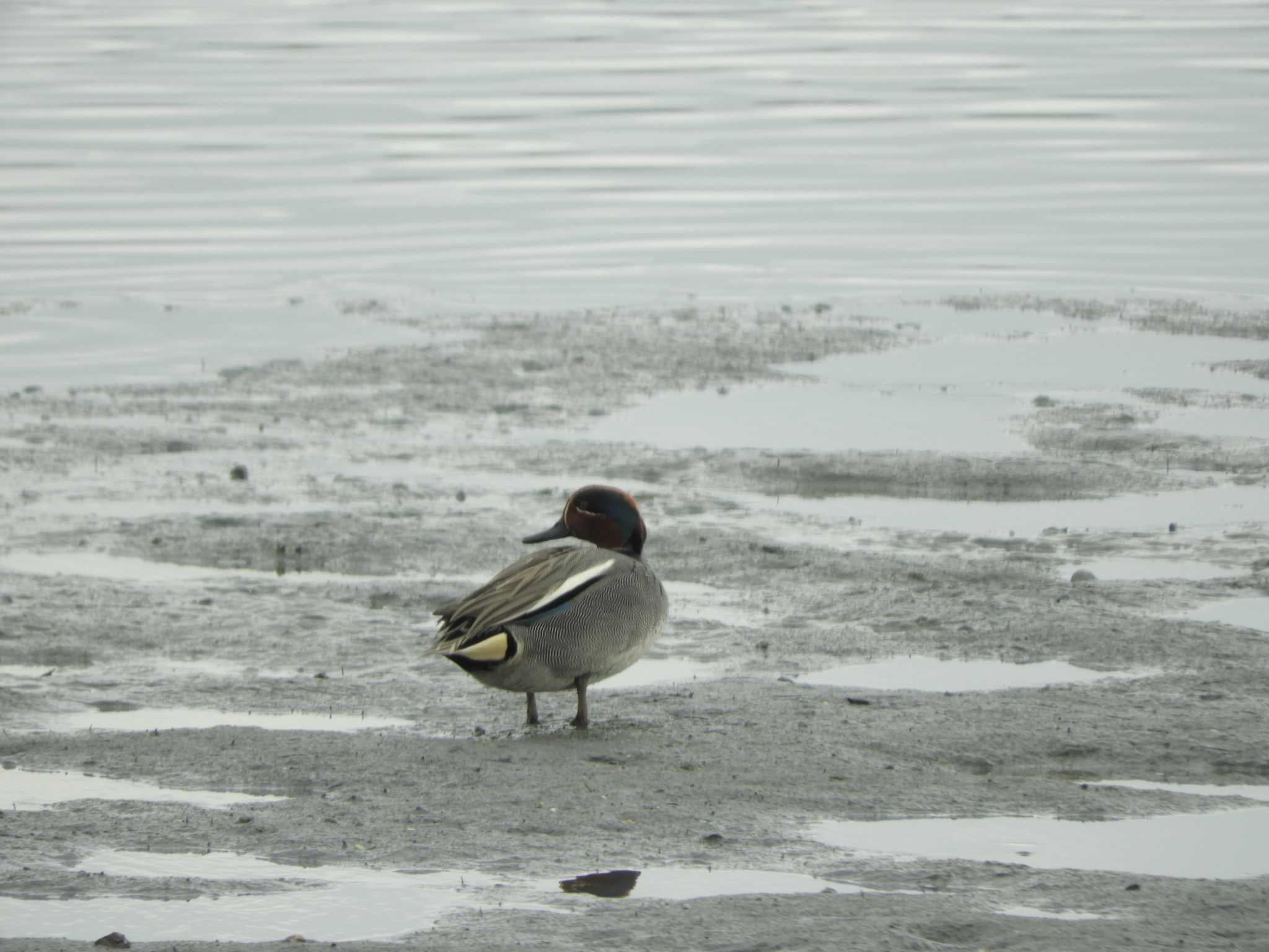 東京港野鳥公園 コガモの写真 by maru