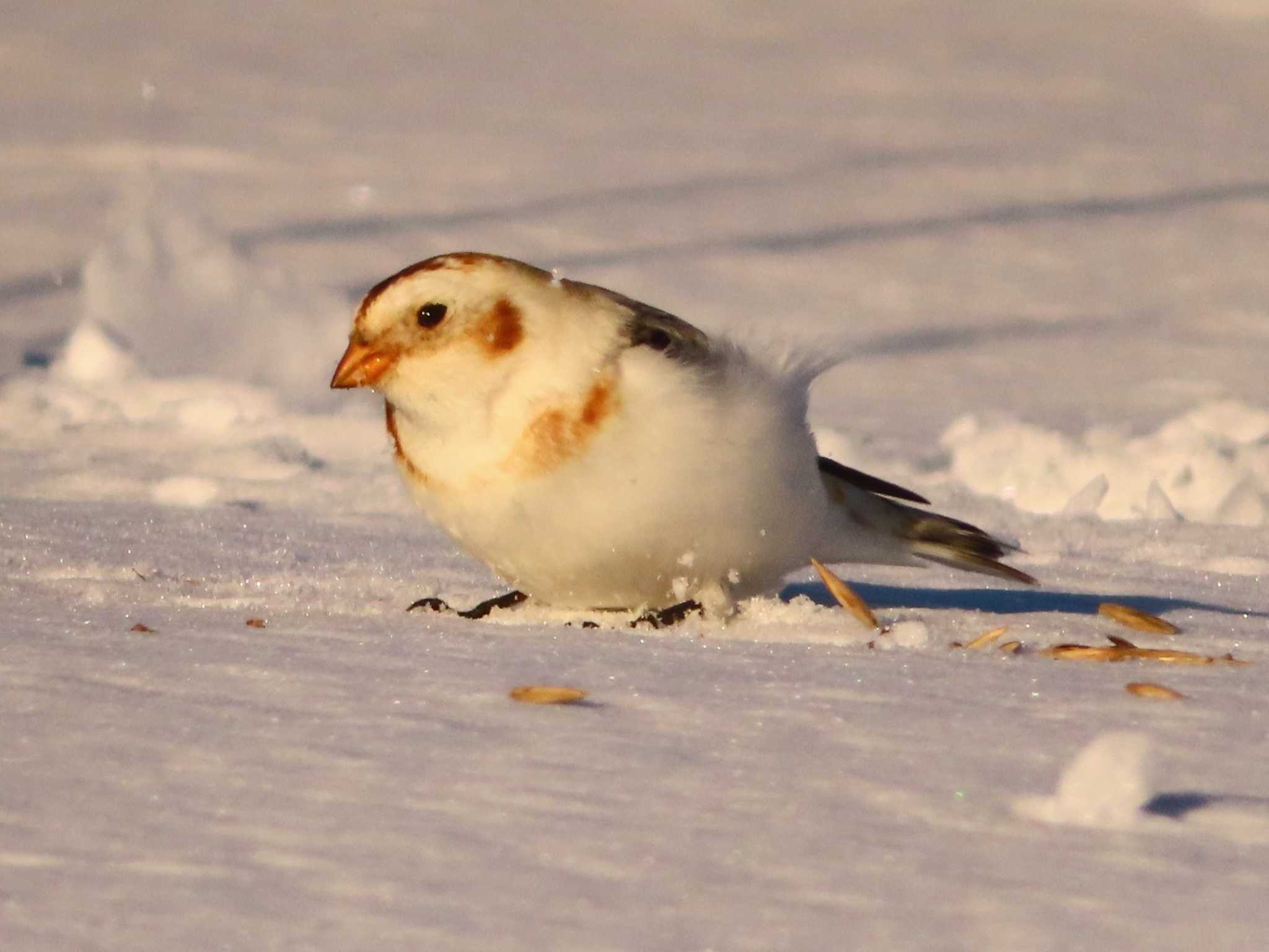 Photo of Snow Bunting at 鵡川河口 by ゆ