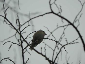 シメ 東京港野鳥公園 2024年3月28日(木)