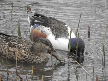 ハシビロガモ 東京港野鳥公園 2024年3月28日(木)