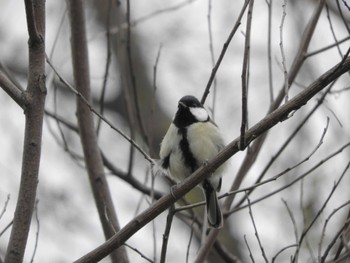 シジュウカラ 東京港野鳥公園 2024年3月28日(木)