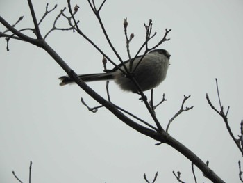 エナガ 東京港野鳥公園 2024年3月28日(木)