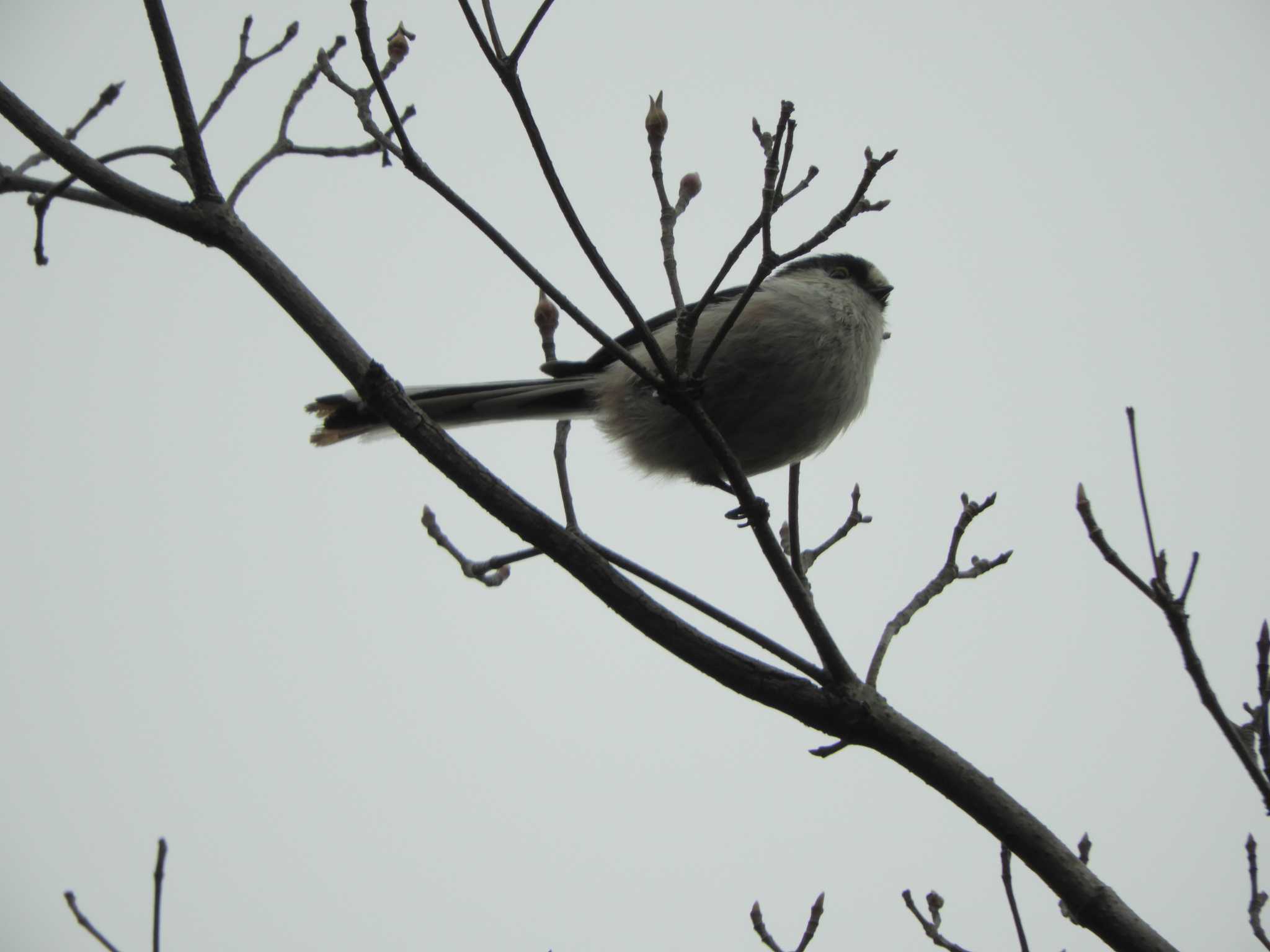 東京港野鳥公園 エナガの写真 by maru