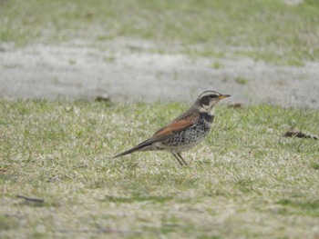 ツグミ 東京港野鳥公園 2024年3月28日(木)