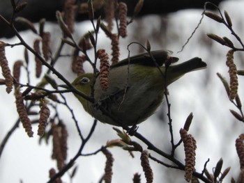 メジロ 東京港野鳥公園 2024年3月28日(木)