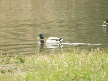 マガモ 東京港野鳥公園 2024年3月28日(木)