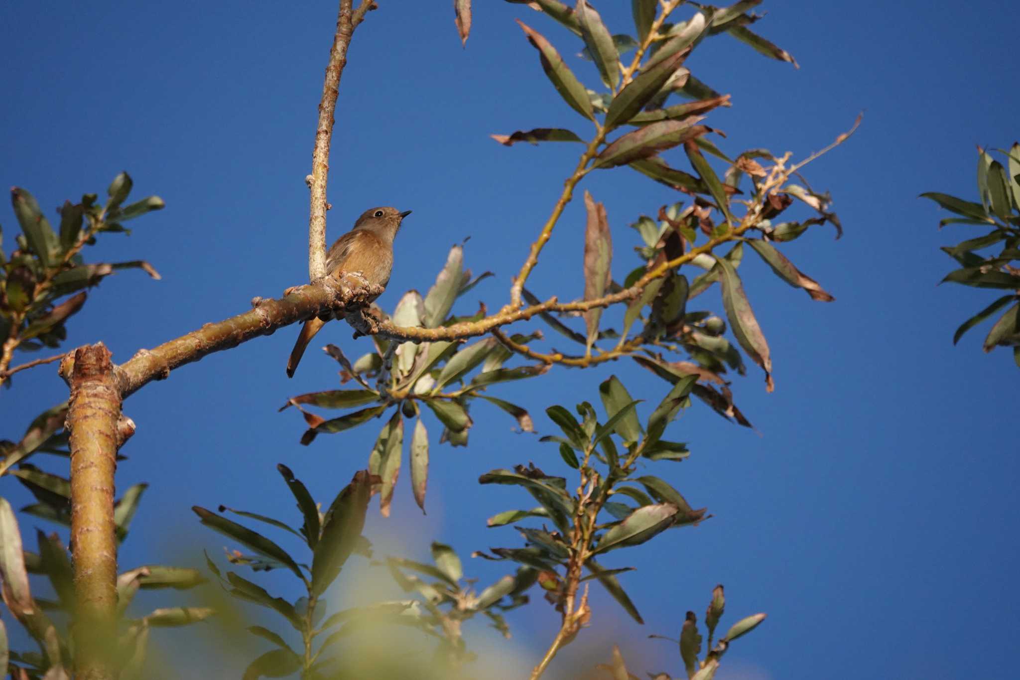 Daurian Redstart