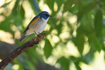 Red-flanked Bluetail 高崎自然の森 Wed, 3/20/2024