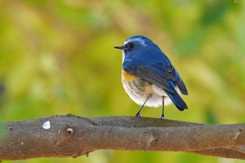 Red-flanked Bluetail 高崎自然の森 Wed, 3/20/2024