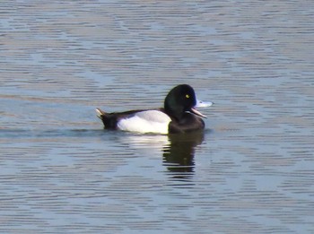 Greater Scaup 東糸根遊水池 Sat, 3/16/2024