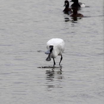 Black-faced Spoonbill Kasai Rinkai Park Thu, 3/28/2024