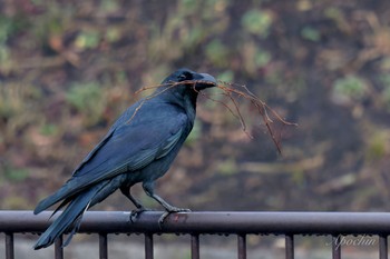 Large-billed Crow Kodomo Shizen Park Sun, 3/24/2024