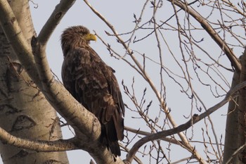 White-tailed Eagle 札幌 Sat, 2/17/2024