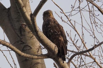 White-tailed Eagle 札幌 Sat, 2/17/2024