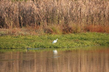 チュウサギ 昆陽池公園 2018年11月25日(日)