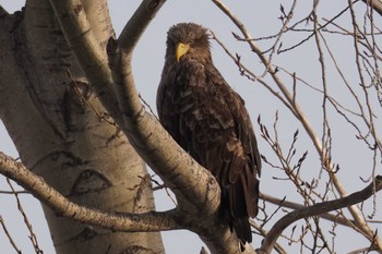 White-tailed Eagle 札幌 Sat, 2/17/2024