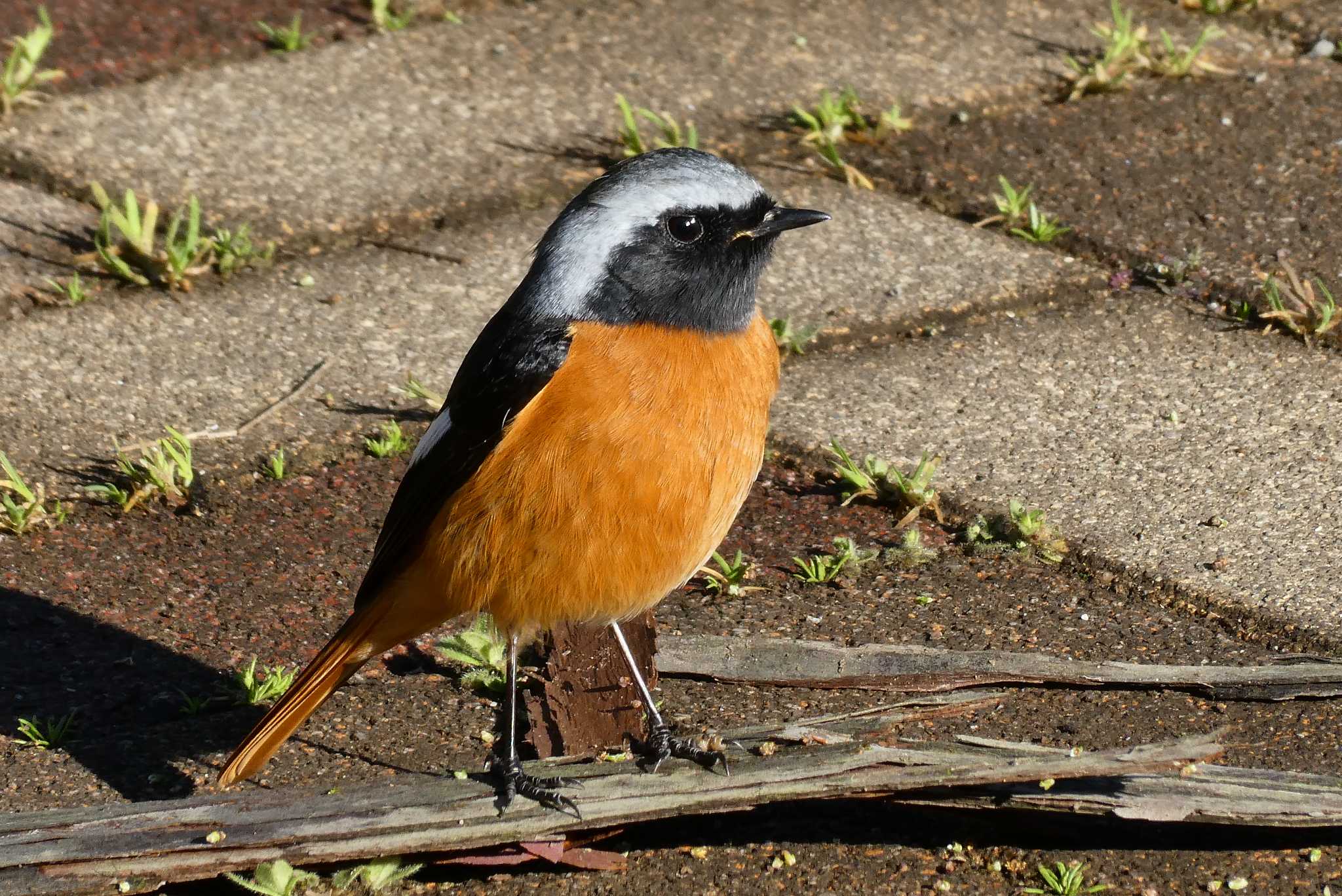 Photo of Daurian Redstart at 東京都北区 by Kirin-Kita