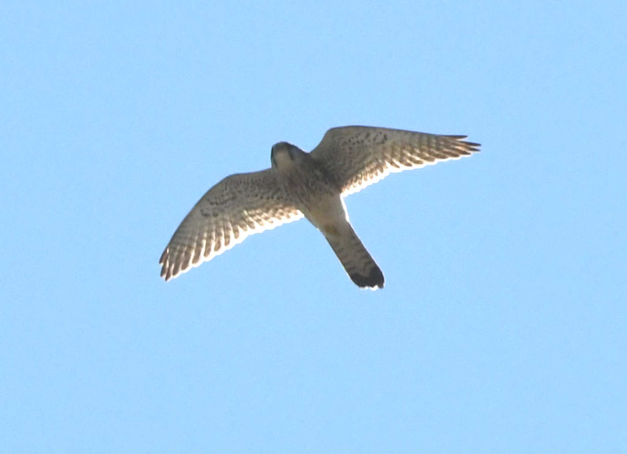 Common Kestrel