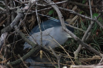 Black-crowned Night Heron 上谷沼調整池 Thu, 3/28/2024