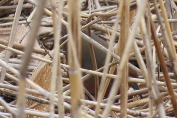 Ruddy-breasted Crake 上谷沼調整池 Thu, 3/28/2024