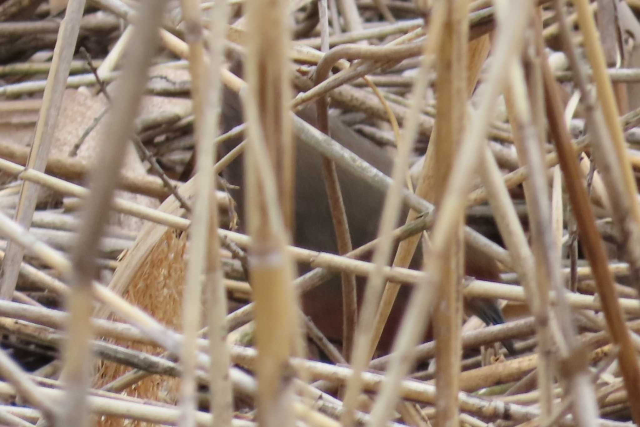 Ruddy-breasted Crake