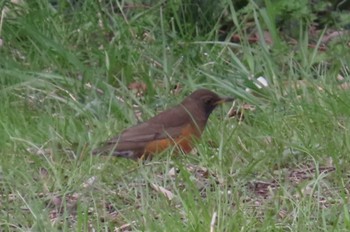 Brown-headed Thrush 上谷沼調整池 Thu, 3/28/2024