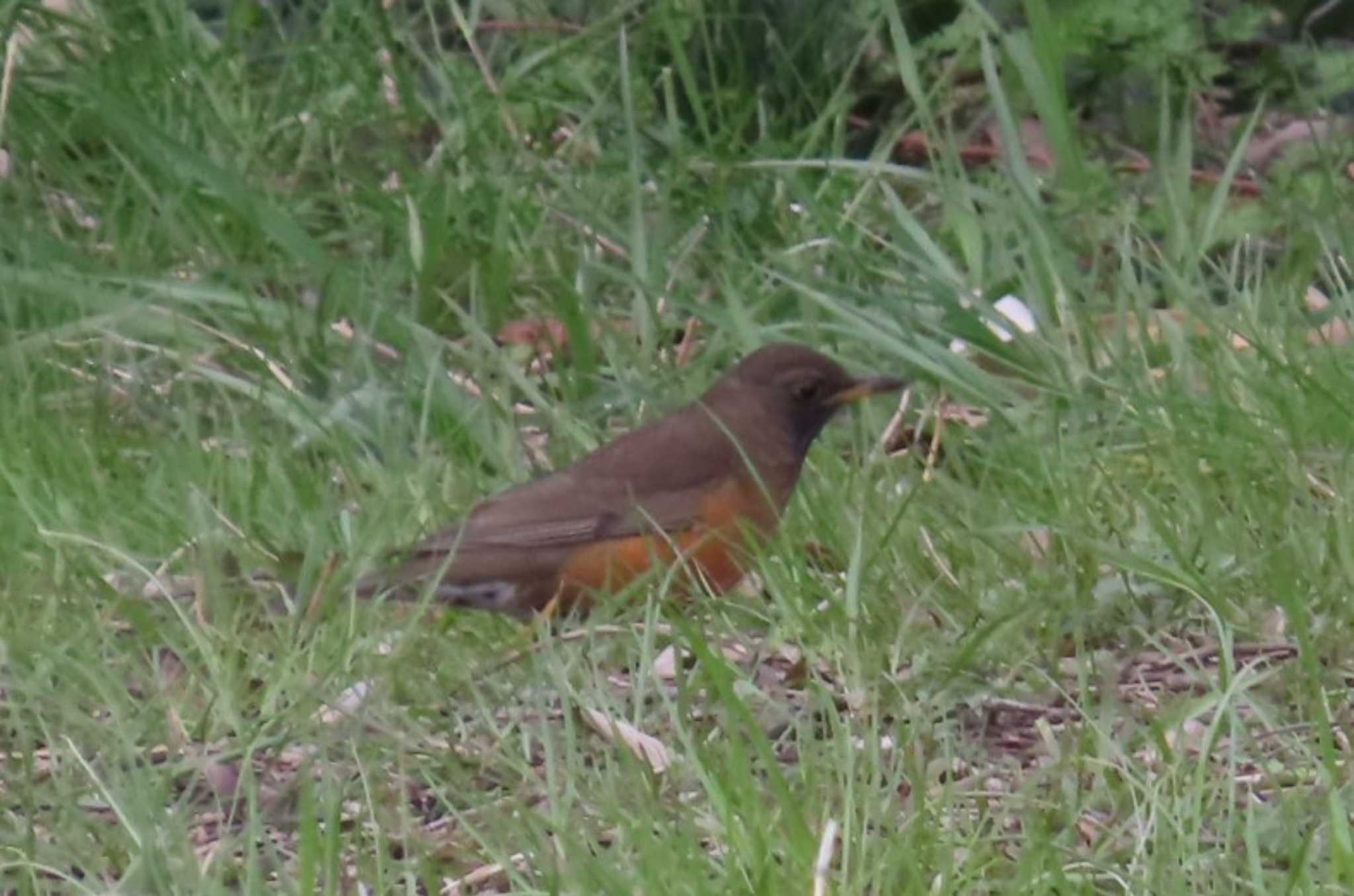 Brown-headed Thrush