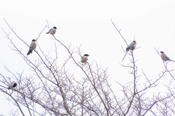 Azure-winged Magpie 上谷沼調整池 Thu, 3/28/2024