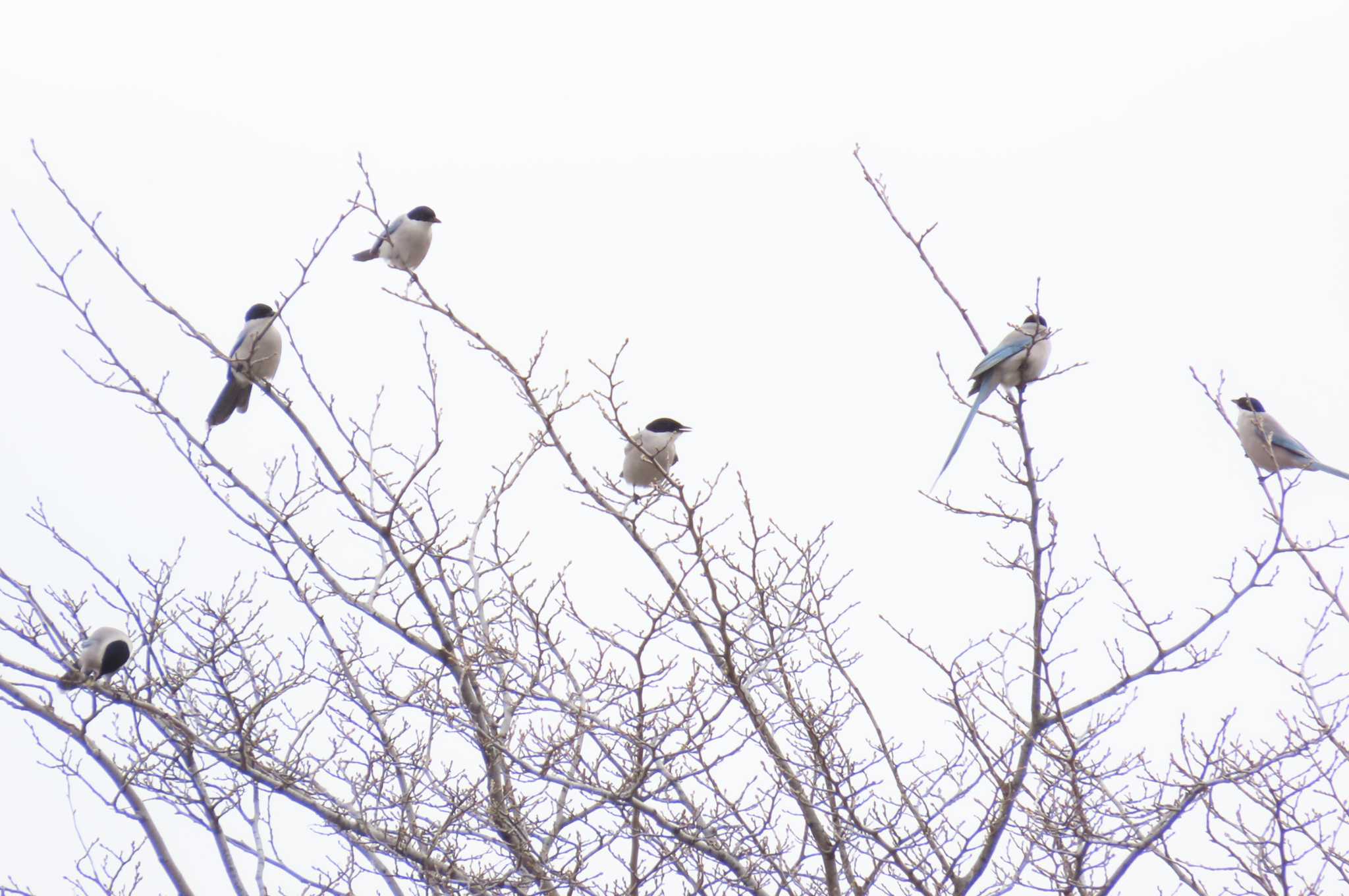 Azure-winged Magpie