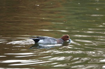 ヒドリガモ 昆陽池公園 2018年11月25日(日)