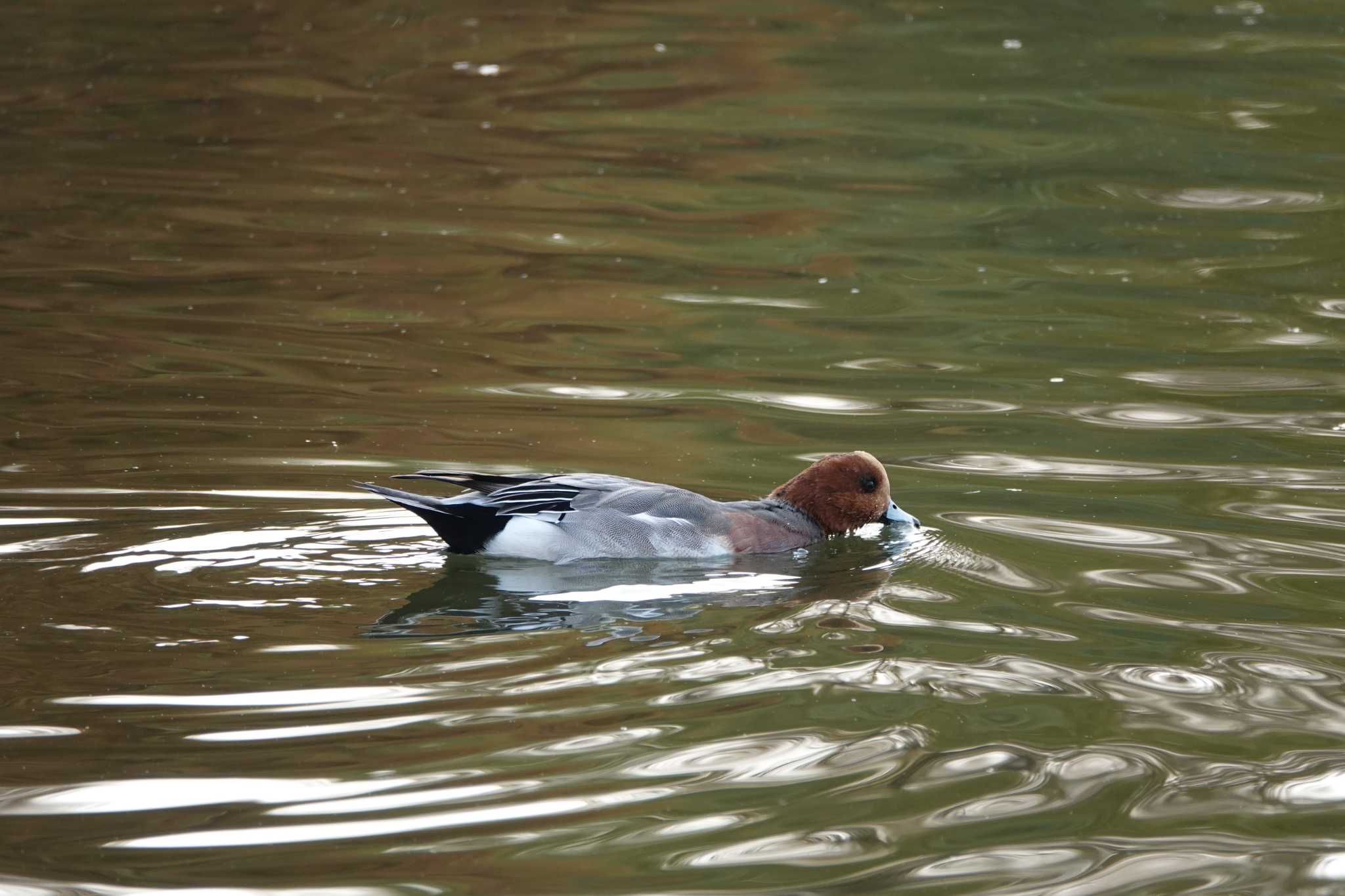 昆陽池公園 ヒドリガモの写真 by レスター