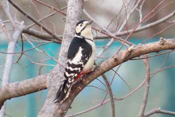 Great Spotted Woodpecker 上谷沼調整池 Thu, 3/28/2024