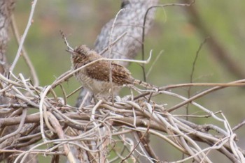 Eurasian Wryneck 上谷沼調整池 Thu, 3/28/2024