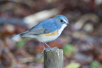 ルリビタキ 奈良　馬見丘陵公園 2024年3月24日(日)