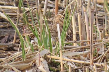 Common Snipe 上谷沼調整池 Thu, 3/28/2024