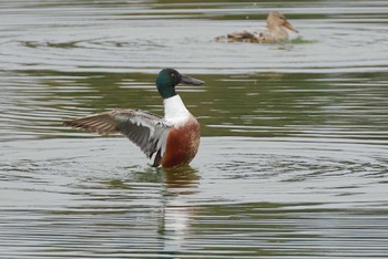 Northern Shoveler 愛知県 Sun, 3/24/2024