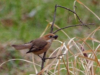 Bull-headed Shrike 横浜市立金沢自然公園 Thu, 3/28/2024