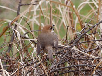 Bull-headed Shrike 横浜市立金沢自然公園 Thu, 3/28/2024