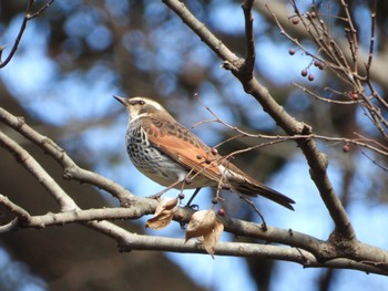 Dusky Thrush 厚木七沢森林公園 Sun, 1/7/2024