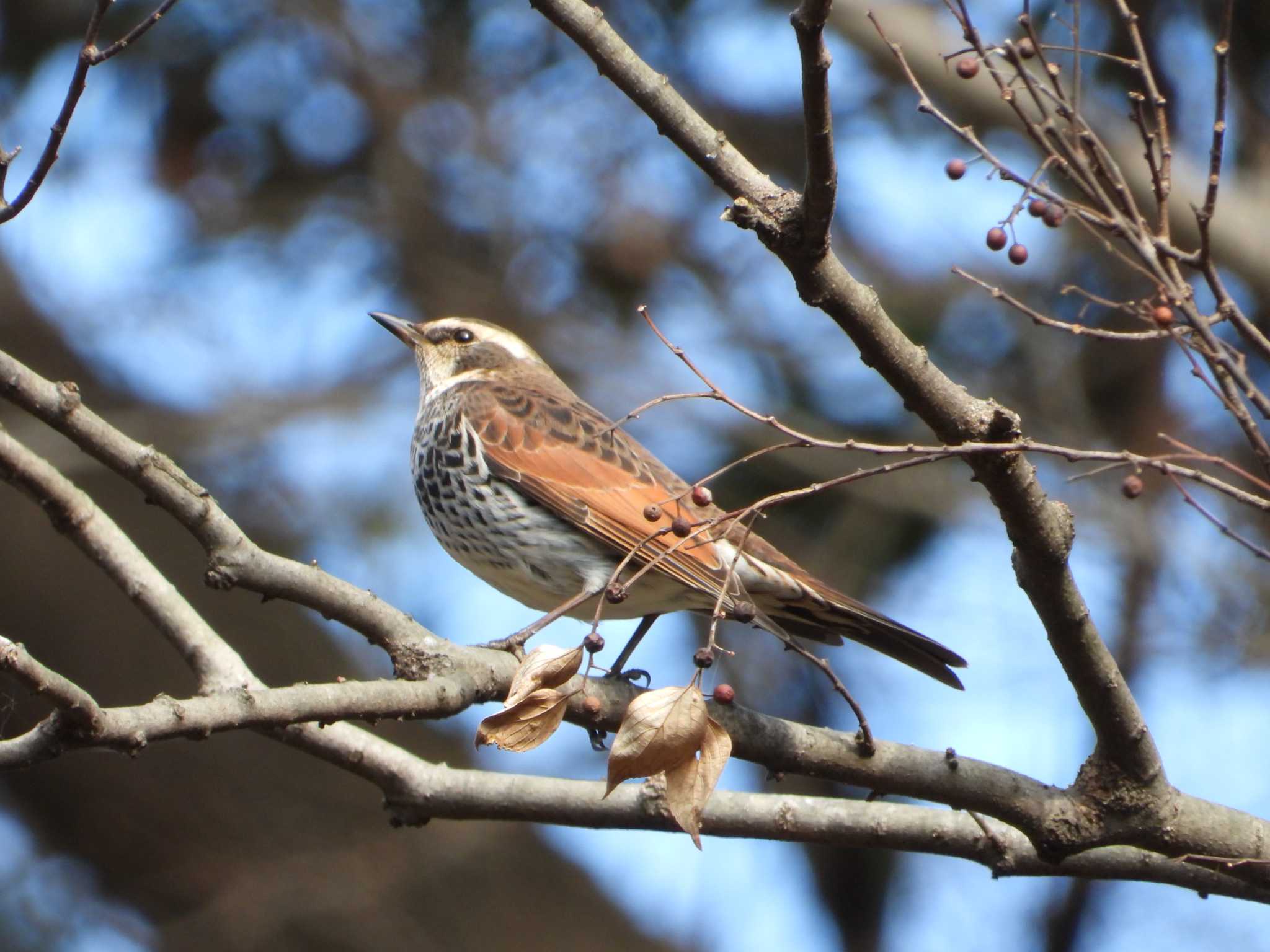 Dusky Thrush