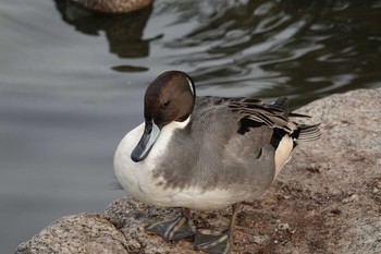 オナガガモ 昆陽池公園 2018年11月25日(日)