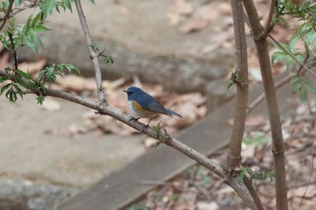 Red-flanked Bluetail Machida Yakushiike Park Thu, 3/28/2024