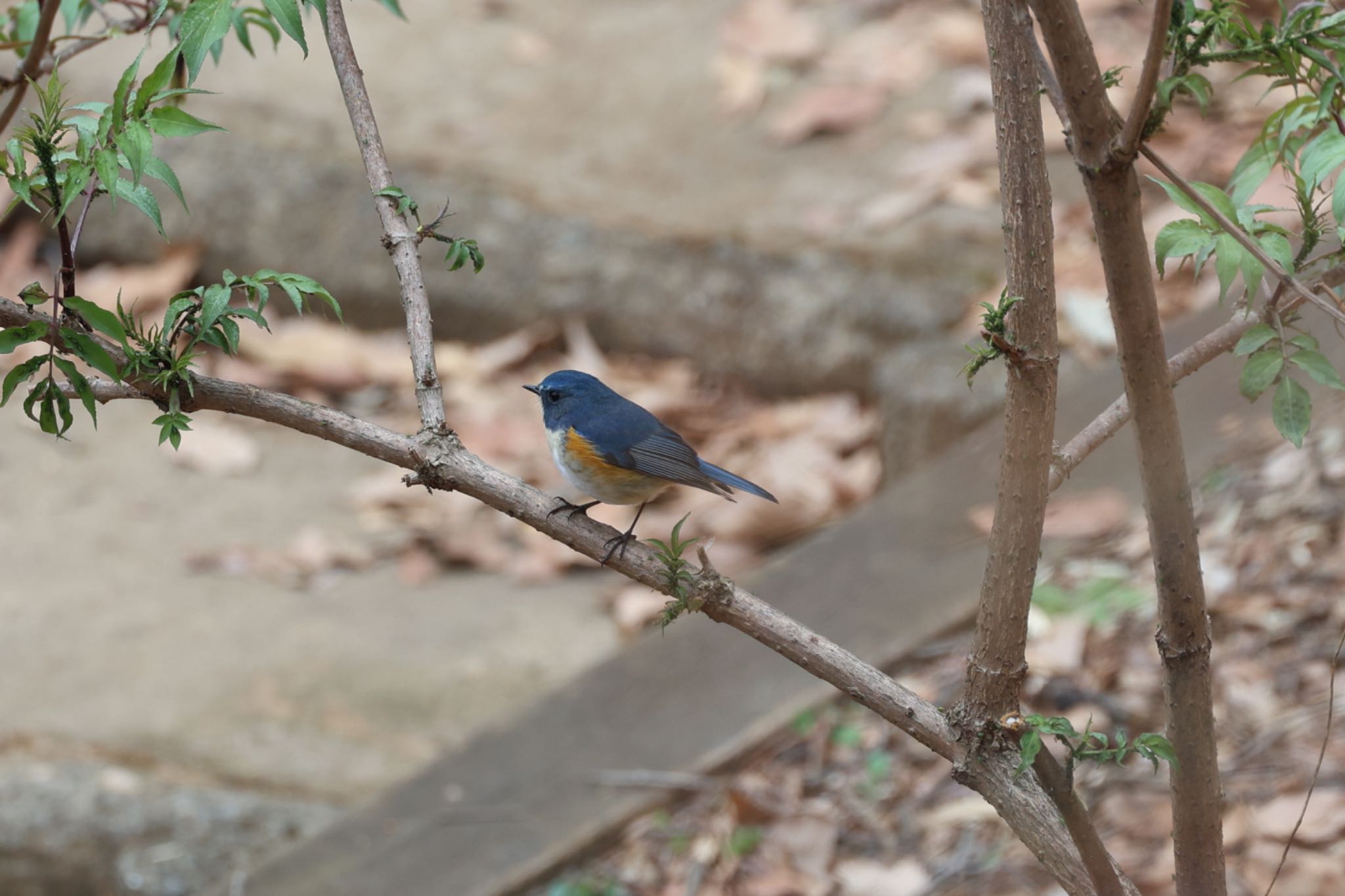 Photo of Red-flanked Bluetail at Machida Yakushiike Park by bobobobo09