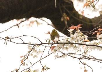 2024年3月28日(木) 和田堀公園の野鳥観察記録