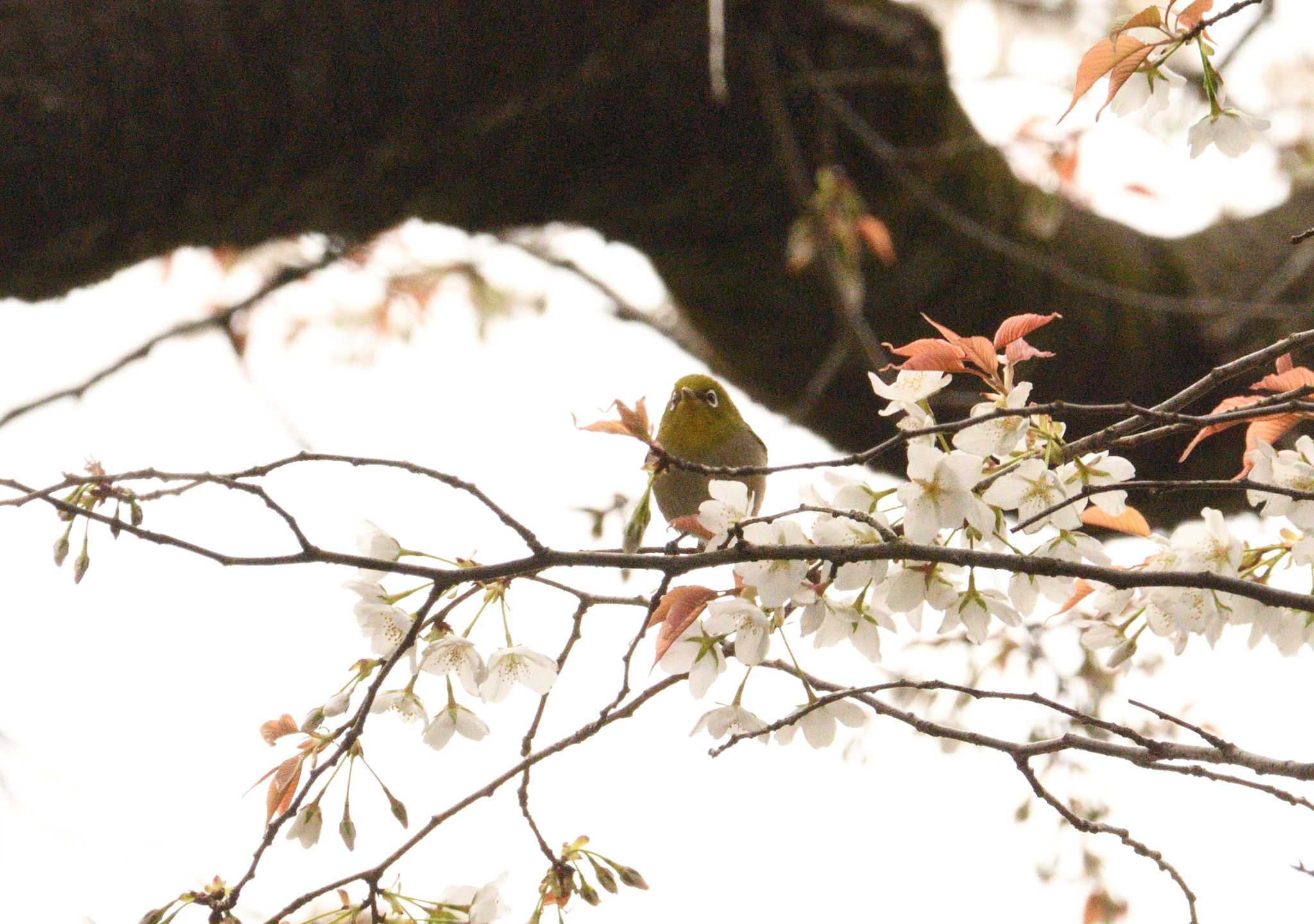 Photo of Warbling White-eye at 和田堀公園 by morinokotori